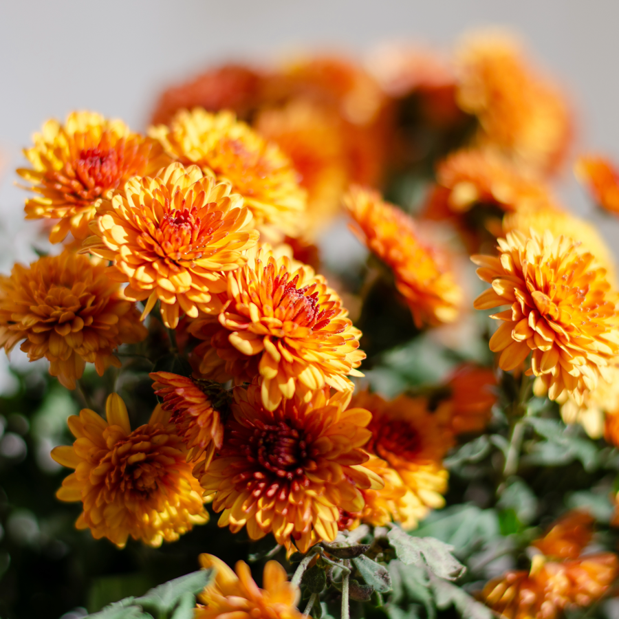 Autumn Flowers - Celebrating the Beauty of the Season
